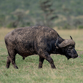 Ol Pejeta - African buffalo
